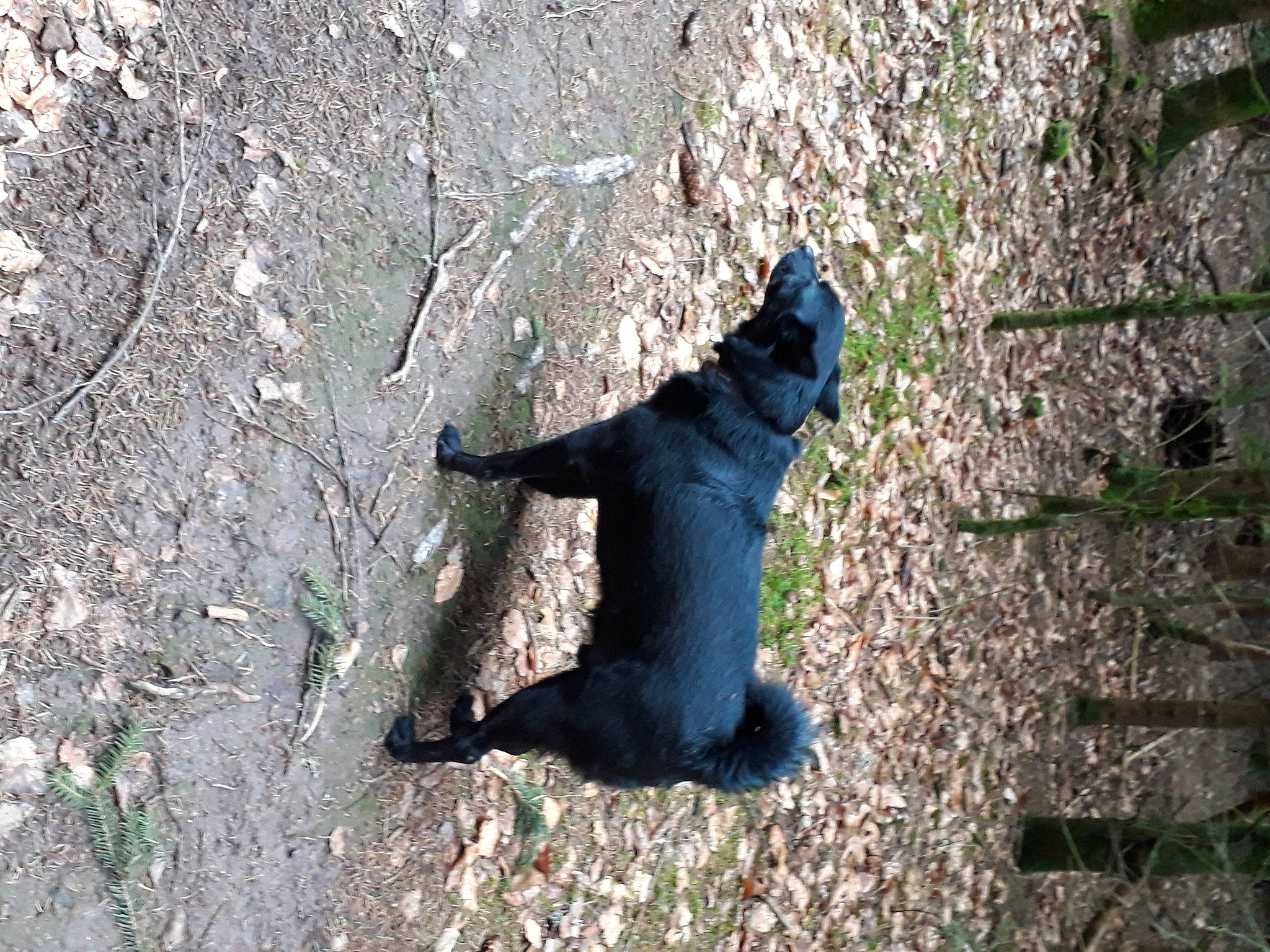 Ady a rejoint le concours — aidez-le/la à gagner de superbes lots ! adventure, canidae, shadow, sporting_group