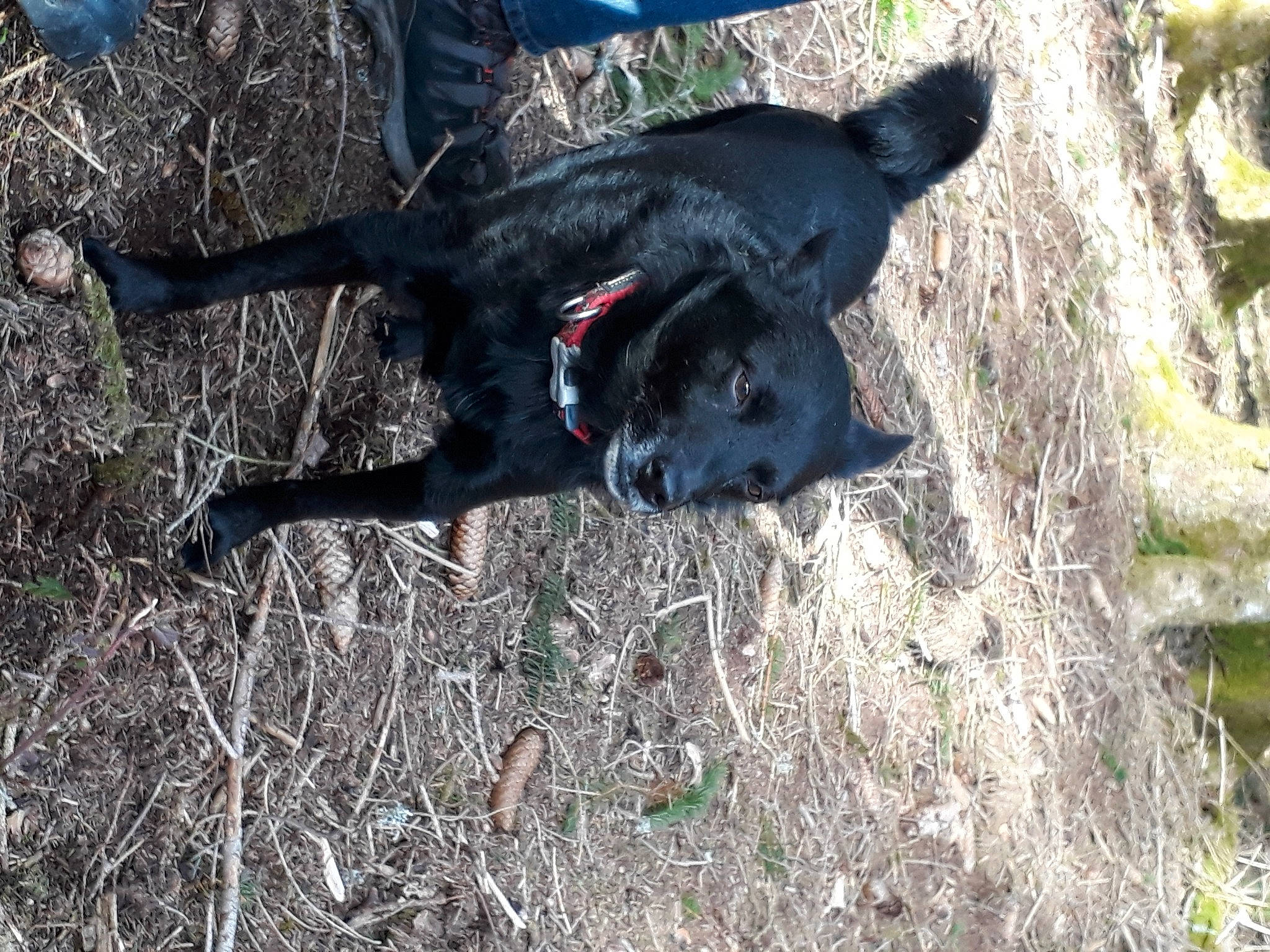 Ady participe au concours pour gagner de l'argent avec cette photo : canidae, carnivore, dog, dog_breed, hunting_dog, labrador_retriever, patterdale_terrier, snout, sporting_group