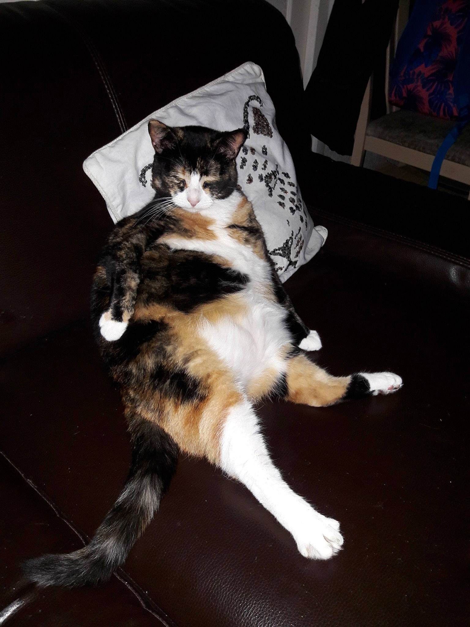 Leena participe au concours pour gagner de l'argent avec cette photo : american_shorthair, american_wirehair, asian, carnivore, cat, claw, domestic_short_haired_cat, ear, european_shorthair, felidae, fur, kitten, leg, mammal, paw, polydactyl_cat, small_to_medium_sized_cats, tabby_cat, tail, whiskers