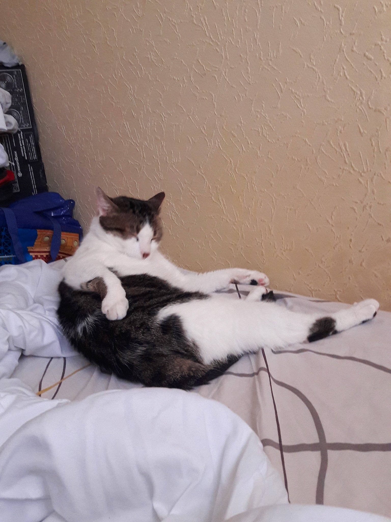 Magic a rejoint le concours — aidez-le/la à gagner de superbes lots ! aegean_cat, carnivore, cat, domestic_short_haired_cat, european_shorthair, felidae, kitten, paw, polydactyl_cat, small_to_medium_sized_cats, tail, whiskers