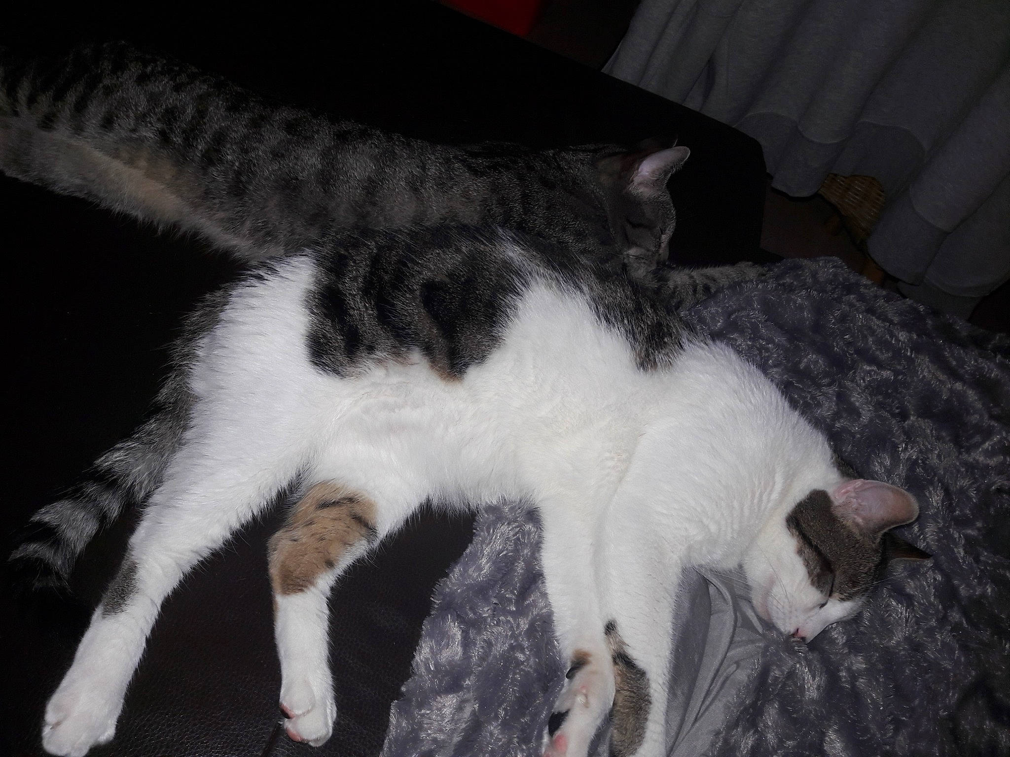 Magic a rejoint le concours — aidez-le/la à gagner de superbes lots ! carnivore, cat, domestic_short_haired_cat, felidae, fur, mammal, paw, polydactyl_cat, small_to_medium_sized_cats, tail, whiskers