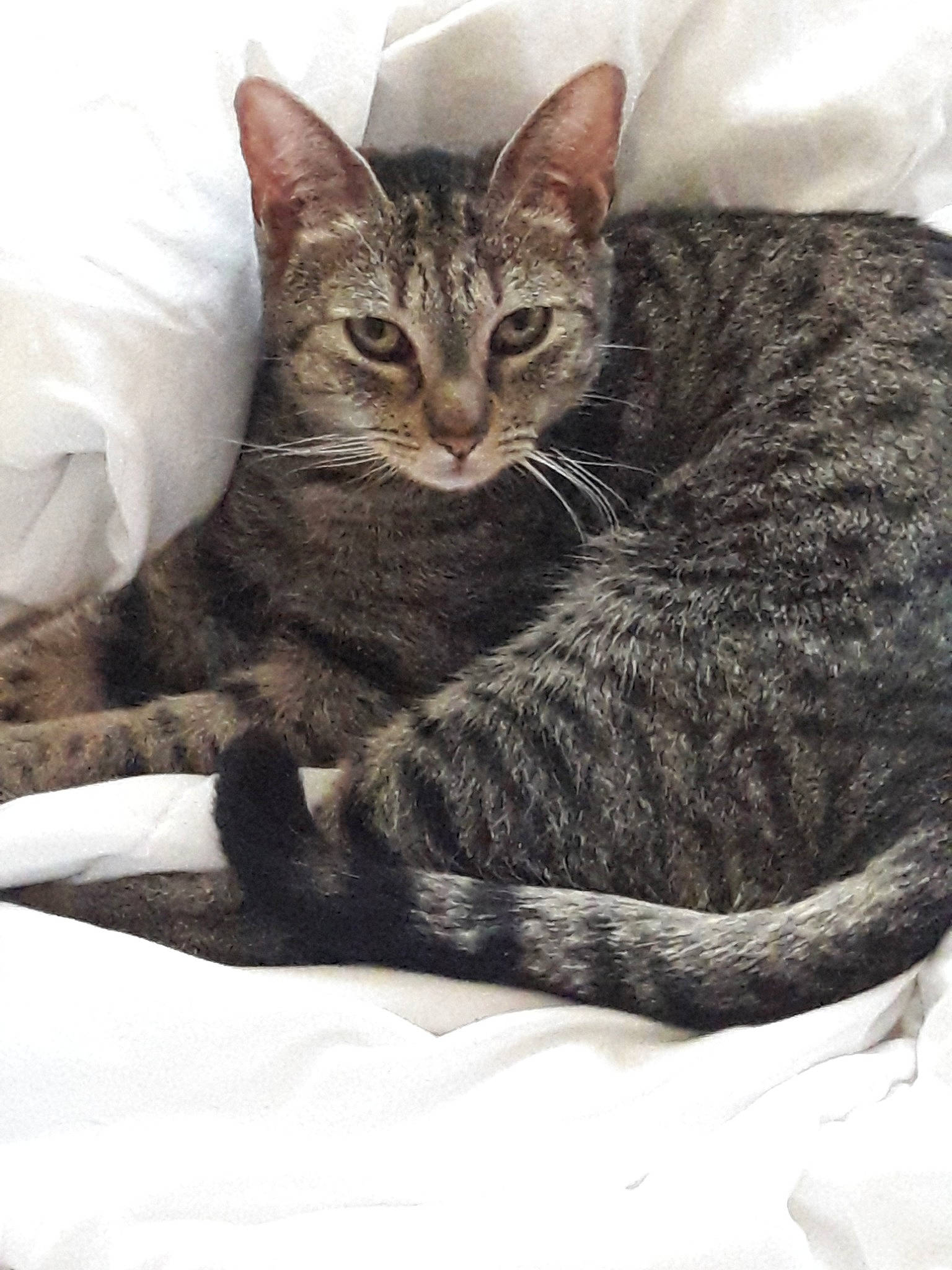 Mistigri participe au concours pour gagner de l'argent avec cette photo : american_shorthair, american_wirehair, asian, california_spangled, carnivore, cat, domestic_short_haired_cat, dragon_li, egyptian_mau, european_shorthair, felidae, fur, german_rex, kitten, mammal, ocicat, small_to_medium_sized_cats, tabby_cat, vertebrate, whiskers