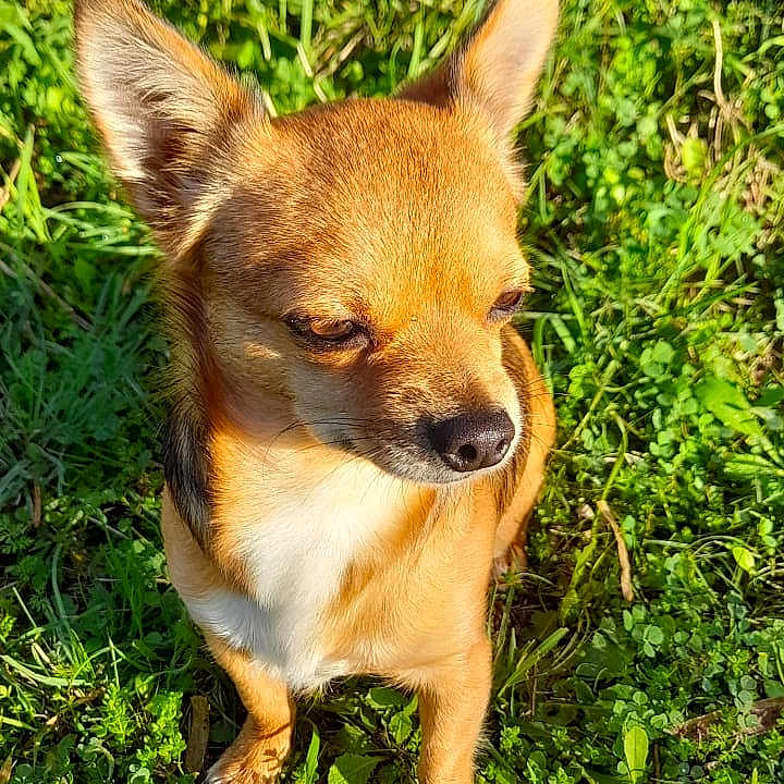 Pulco