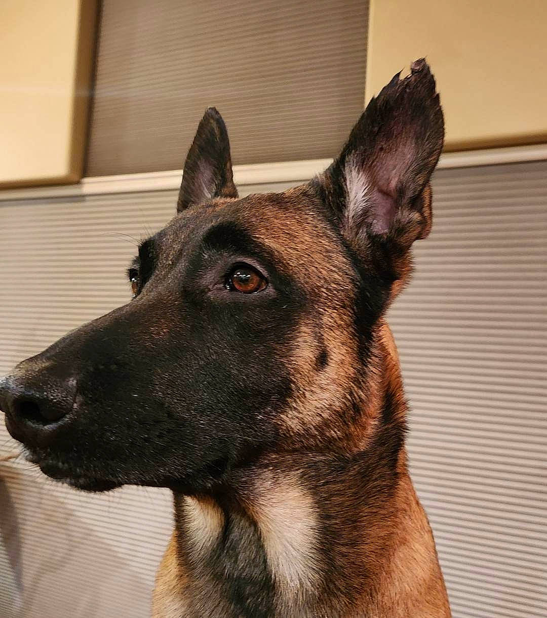 Aries is registered to the contest to win money with this photo: canidae, carnivore, collar, companion_dog, dog, dog_breed, eye, fawn, fur, herding_dog, jaw, king_shepherd, old_german_shepherd_dog, pet_supply, snout, sporting_group, terrestrial_animal, whiskers, working_animal, working_dog