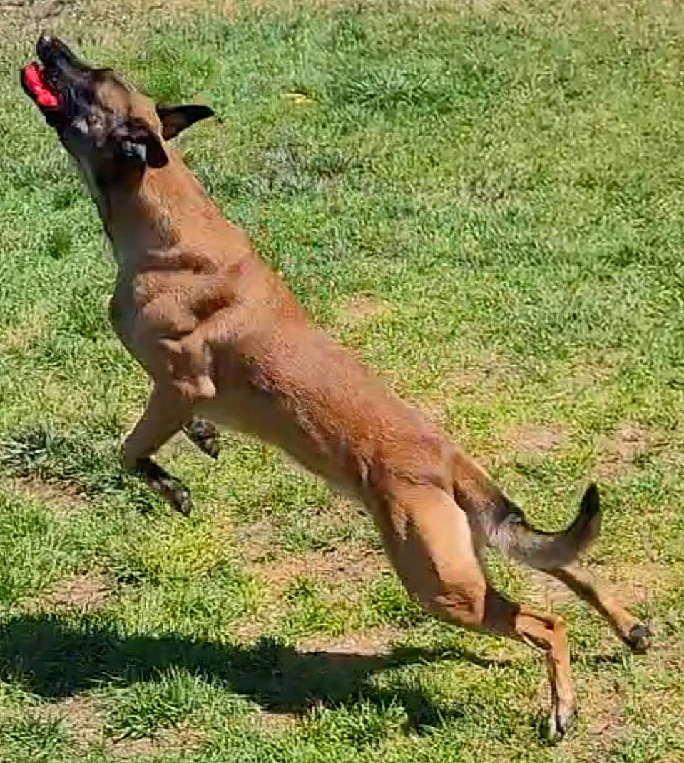 Aries joined the competition — help win amazing prizes! ancient_dog_breeds, canidae, carnivore, companion_dog, cow_goat_family, dog, dog_breed, fawn, grass, grassland, hunting_dog, liver, pasture, snout, tail, terrestrial_animal, wildlife, working_animal