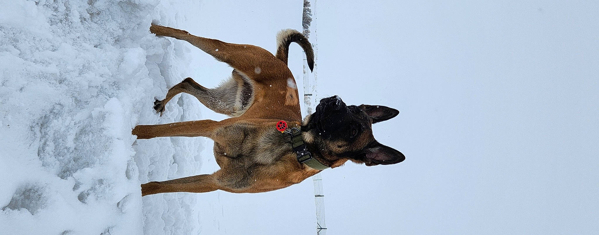 Aries is registered to the contest to win money with this photo: balance, biting, canidae, carnivore, collar, dog, dog_breed, dog_collar, fawn, guard_dog, hunting_dog, sky, snout, snow, sporting_group, tail, terrestrial_animal, working_animal, working_dog