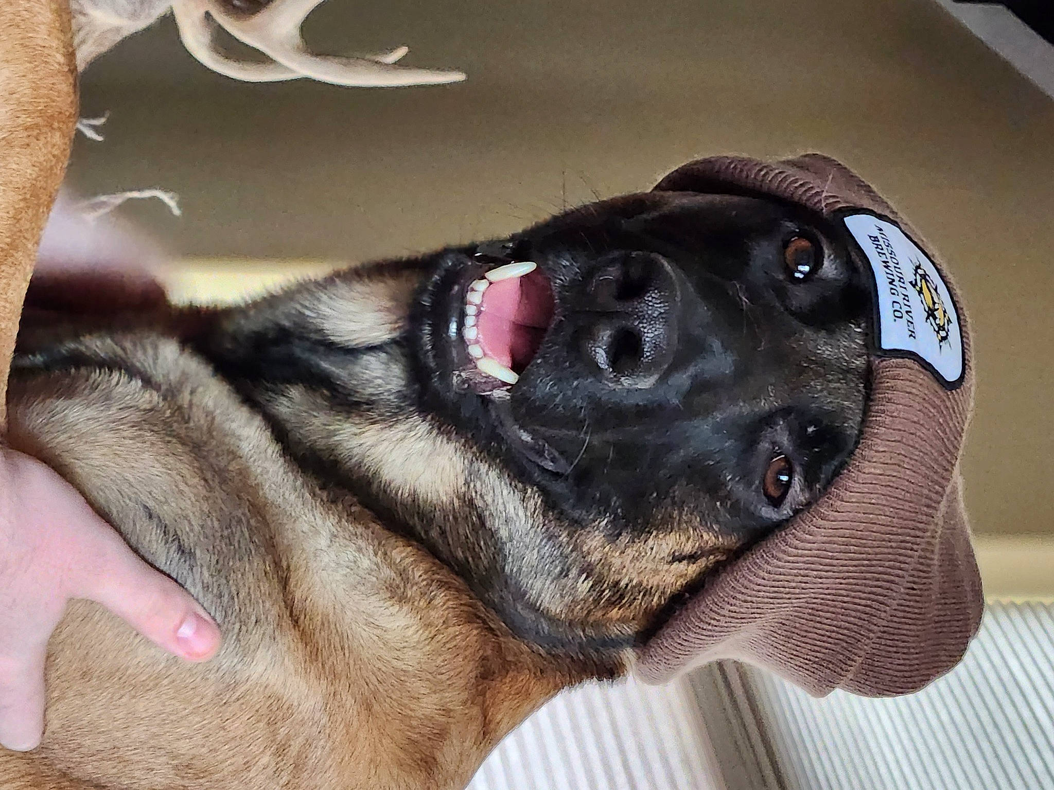 Aries is registered to the contest to win money with this photo: canidae, carnivore, comfort, companion_dog, dog, dog_breed, ear, fawn, foot, fur, guard_dog, liver, paw, puppy, snout, sporting_group, terrestrial_animal, whiskers, working_animal, working_dog