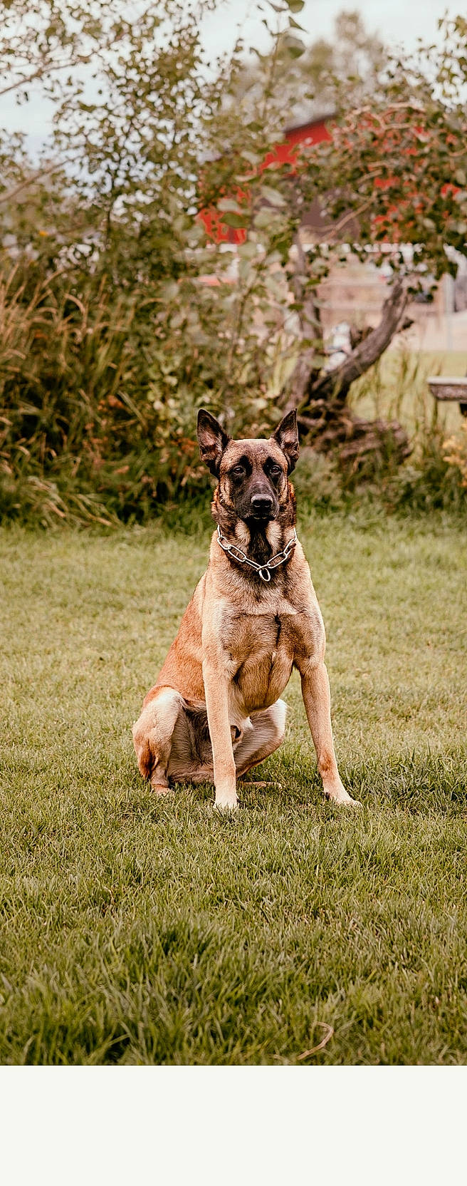 Aries joined the competition — help win amazing prizes! canidae, carnivore, collar, companion_dog, dog, dog_breed, dog_collar, fawn, grass, guard_dog, plant, sighthound, snout, sporting_group, tail, terrestrial_animal, tree, trunk, working_animal, working_dog