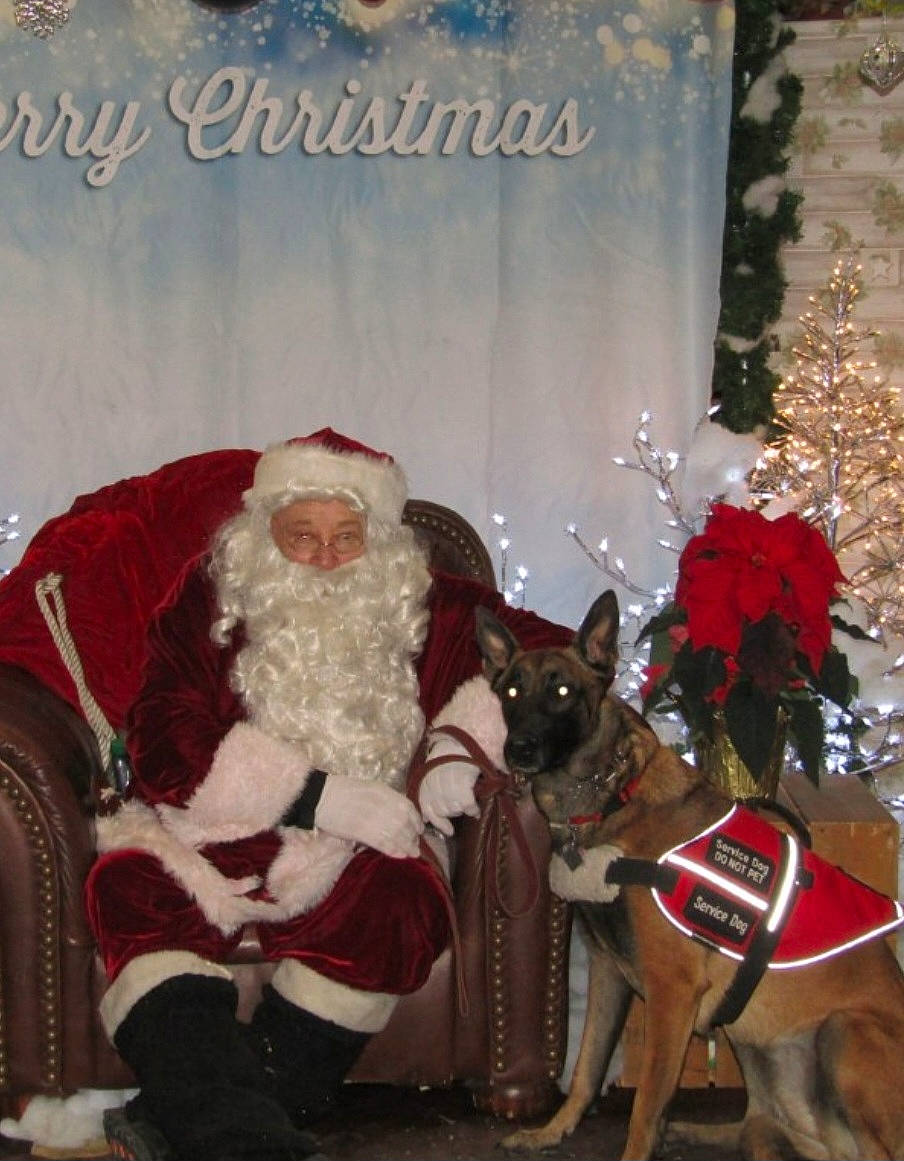 Athena is registered to the contest to win money with this photo: beard, carnivore, christmas, christmas_decoration, christmas_eve, christmas_ornament, companion_dog, dog, dog_breed, dog_supply, event, facial_hair, fawn, fur, hat, holiday, lap, santa_claus, window, winter