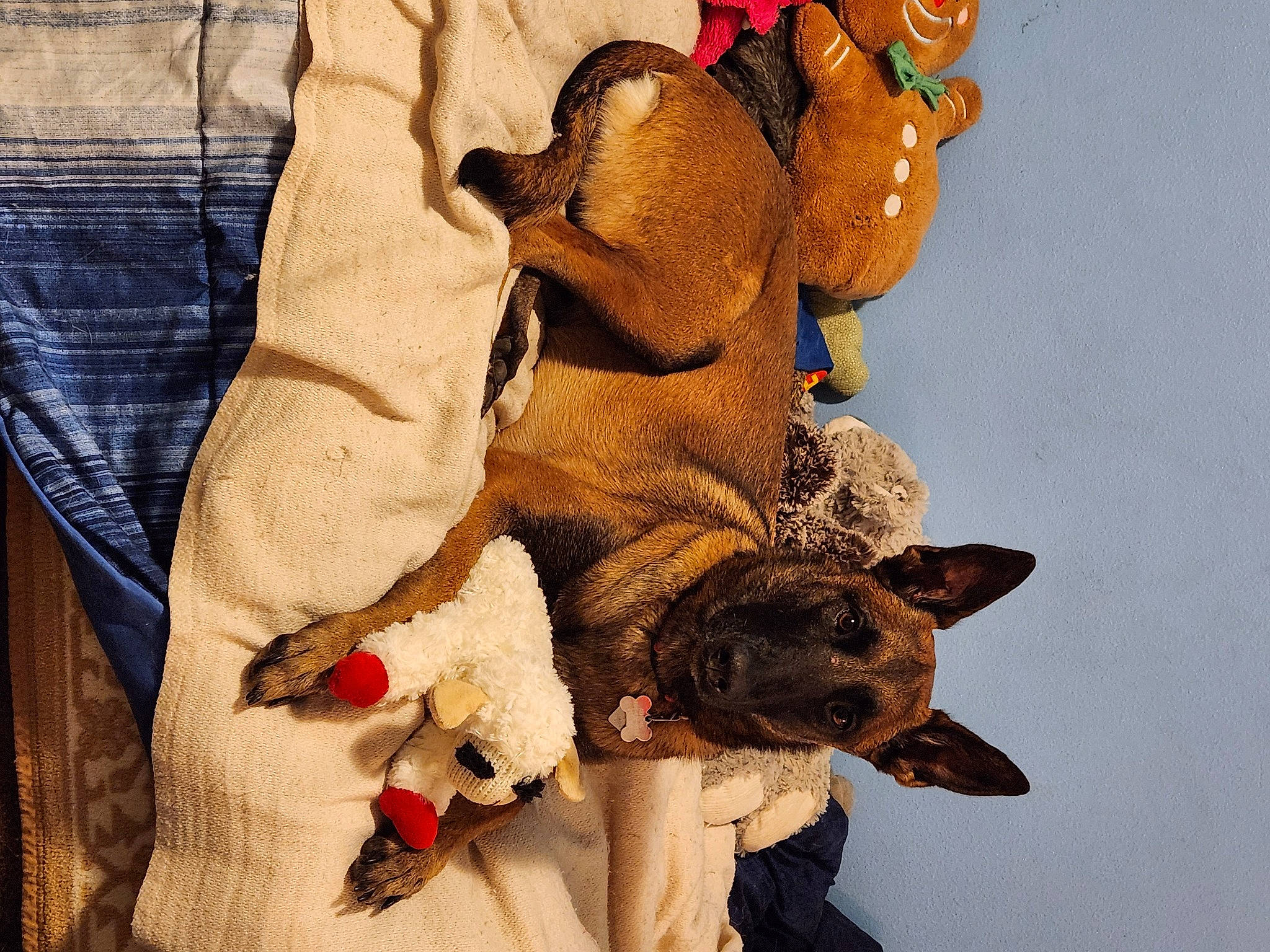 Athena is registered to the contest to win money with this photo: ancient_dog_breeds, art, canidae, carnivore, collar, companion_dog, dog, dog_breed, dog_supply, fawn, fur, linens, pattern, pet_supply, snout, stuffed_toy, toy, whiskers, wood, working_animal