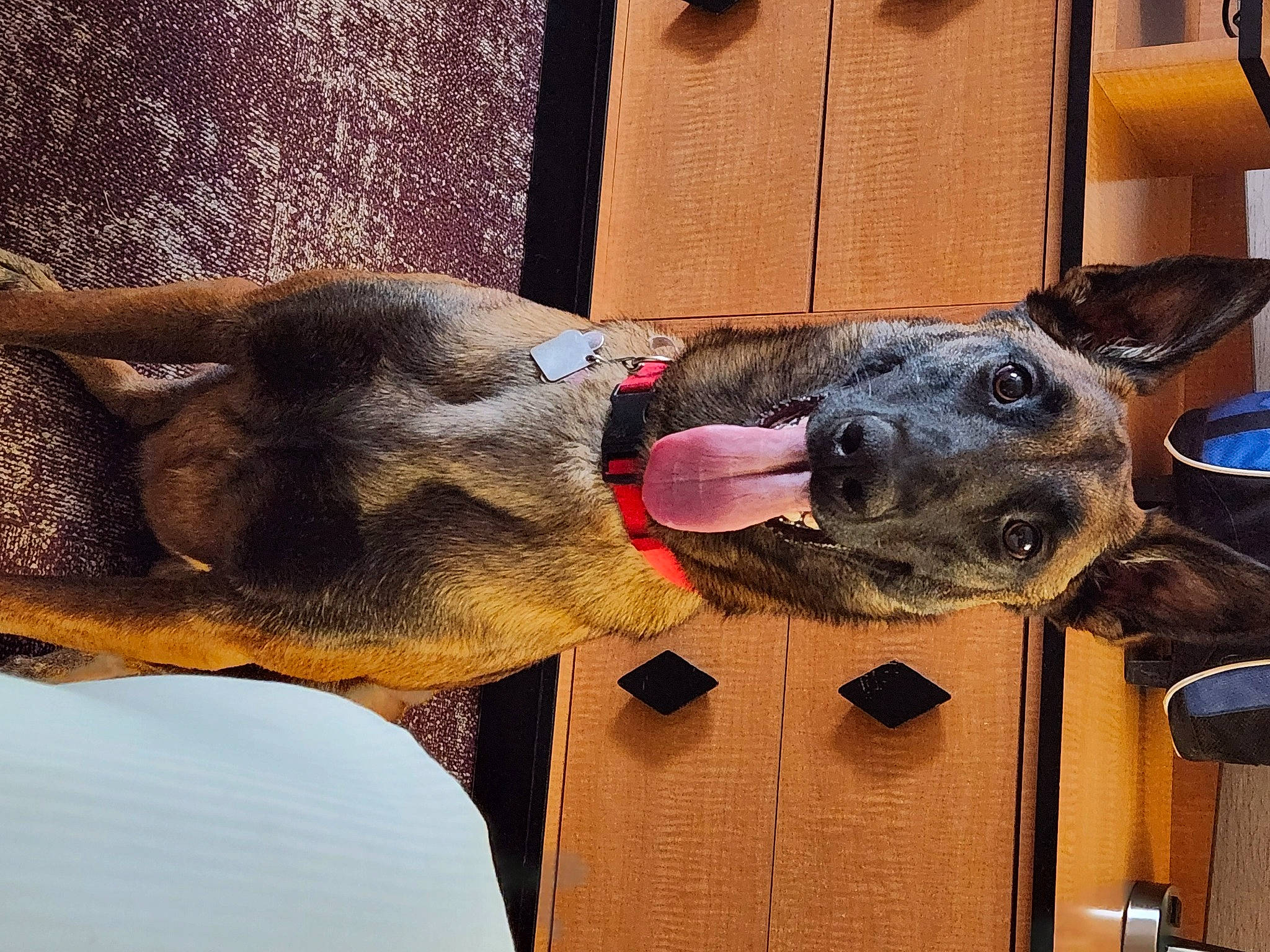 Athena is registered to the contest to win money with this photo: canidae, carnivore, collar, dog, dog_breed, dog_collar, ear, fashion_accessory, fawn, fur, mammal, shipping_box, snout, sporting_group, vertebrate, window, working_animal