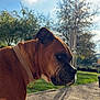dog, brown_dog, outdoor, daylight, collar, patio, tree, sky, cloud, grass, shadow, canine, pet, nature, sunlight, profile, animal, mammal, garden, leisure