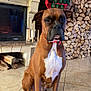 Leia a rejoint le concours — aidez-le/la à gagner de superbes lots ! dog, boxer, brown_dog, white_chest, sitting, tile_floor, fireplace, firewood, stacked_wood, christmas_decorations, santa, advent_calendar, holiday, cozy_room, indoor, pet, animal, portrait, decor, festive