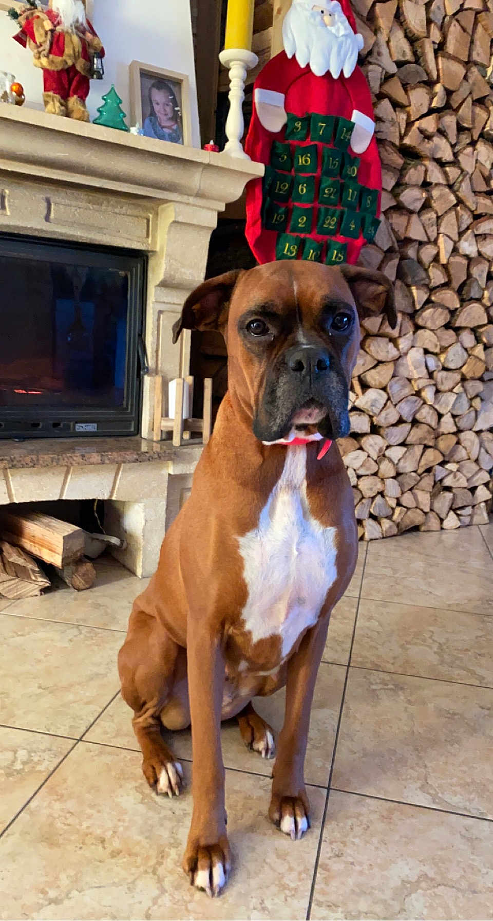Leia a rejoint le concours — aidez-le/la à gagner de superbes lots ! dog, boxer, brown_dog, white_chest, sitting, tile_floor, fireplace, firewood, stacked_wood, christmas_decorations, santa, advent_calendar, holiday, cozy_room, indoor, pet, animal, portrait, decor, festive