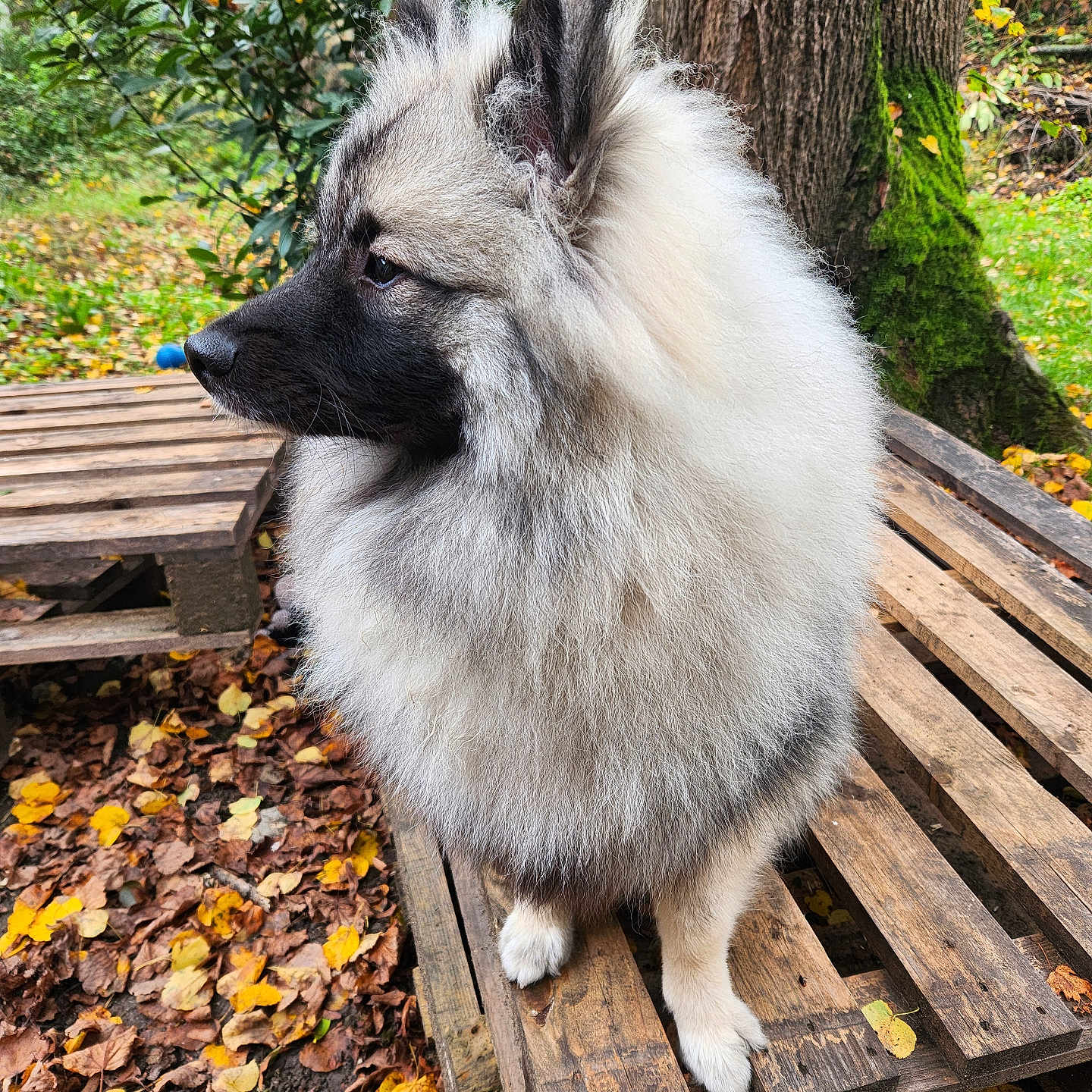 Vicky participe au concours pour gagner de l'argent avec cette photo : animal, bench, canine, dog, eskimodog, fox, furniture, germanshepherd, grass, husky, leaf, nature, outdoors, pet, plant, puppy, tree, treetrunk, whitedog, wood