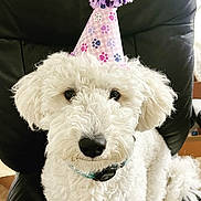 Maverick is registered to the contest to win money with this photo: animal, black_chair, celebration, chair, close_up, collar, cute, dog, domestic_animal, ears, fluffy, fur, indoor, nose, party_hat, paw_prints, pet, portrait, sitting, white_dog