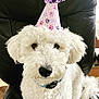 animal, black_chair, celebration, chair, close_up, collar, cute, dog, domestic_animal, ears, fluffy, fur, indoor, nose, party_hat, paw_prints, pet, portrait, sitting, white_dog