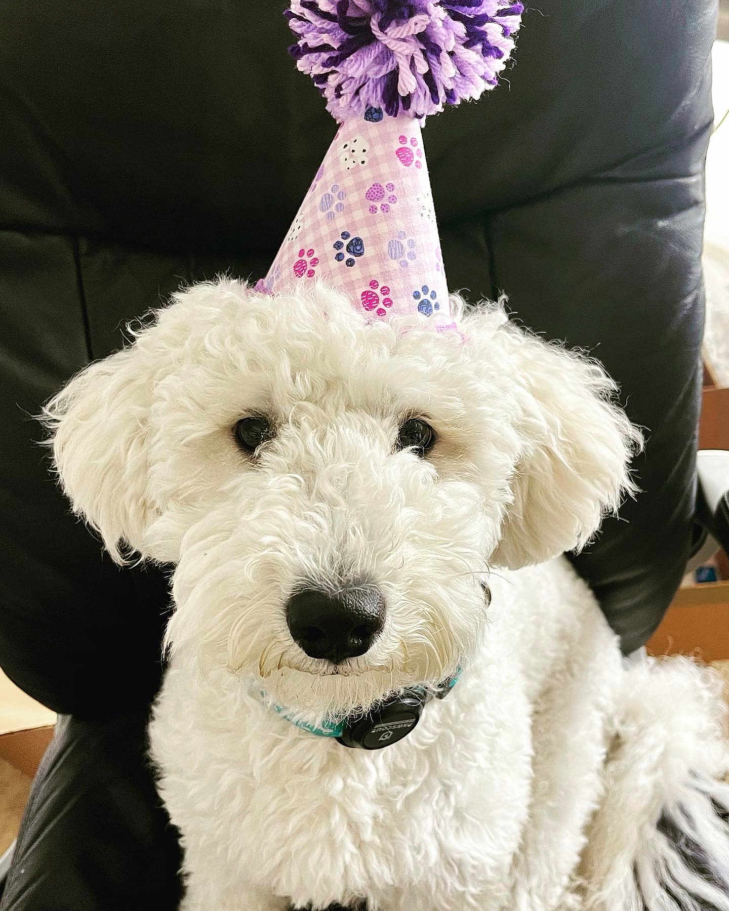 Maverick is registered to the contest to win money with this photo: animal, black_chair, celebration, chair, close_up, collar, cute, dog, domestic_animal, ears, fluffy, fur, indoor, nose, party_hat, paw_prints, pet, portrait, sitting, white_dog