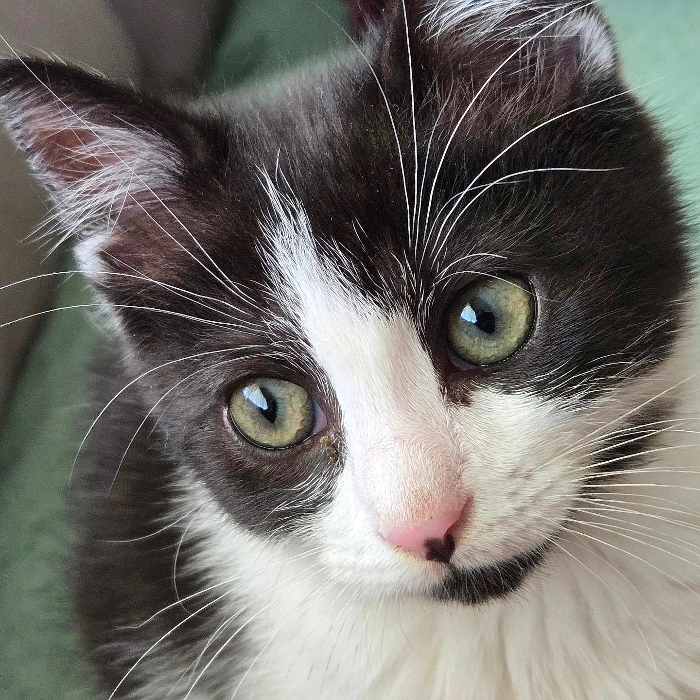 Luna is registered to the contest to win money with this photo: adorable, animal, black_and_white, cat, close_up, cute, face, feline, fur, green_eyes, head, indoor, kitten, looking_up, pet, pink_nose, portrait, soft_light, whiskers, young