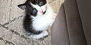 Luna joined the competition — help win amazing prizes! animal, black_and_white, blue_eyes, carpet, cat, cozy, curious, cute, domestic_animal, ears, feline, fur, indoor, kitten, looking_up, paws, pet, small, whiskers, young