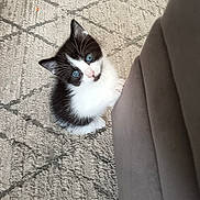 Luna joined the competition — help win amazing prizes! animal, black_and_white, blue_eyes, carpet, cat, couch, curious, cute, domestic, feline, fur, indoor, kitten, looking_up, paws, pet, small, soft, whiskers, young