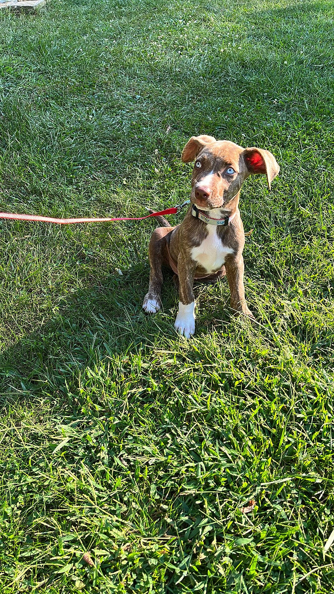 Little Girl is registered to the contest to win money with this photo: accessories, animal, ball, boxer, bulldog, canine, dog, grass, hound, lawn, leash, nature, outdoors, pet, plant, puppy, sport, strap, tennis, tennisball