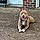 Tyson