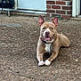 animal, brick_wall, canine, collar, daylight, dog, domestic_animal, door, ears_up, friendly, front_yard, ground, happy, outdoor, patio, pet, relaxed, smiling, tag, tongue_out