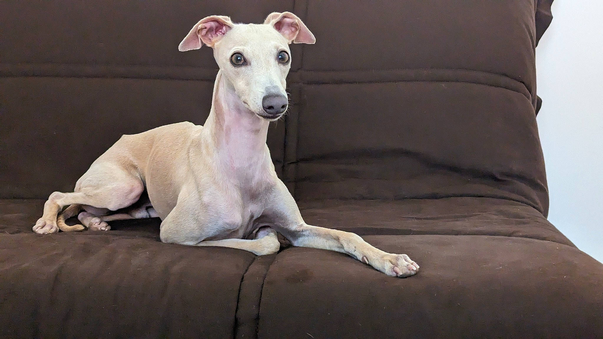 Topaze participe au concours pour gagner de l'argent avec cette photo : canidae, carnivore, collar, comfort, companion_dog, dog, dog_breed, dog_supply, fawn, grey, magyar_agar, non_sporting_group, pet_supply, rampur_greyhound, sighthound, snout, sporting_group, terrestrial_animal, wood, working_animal