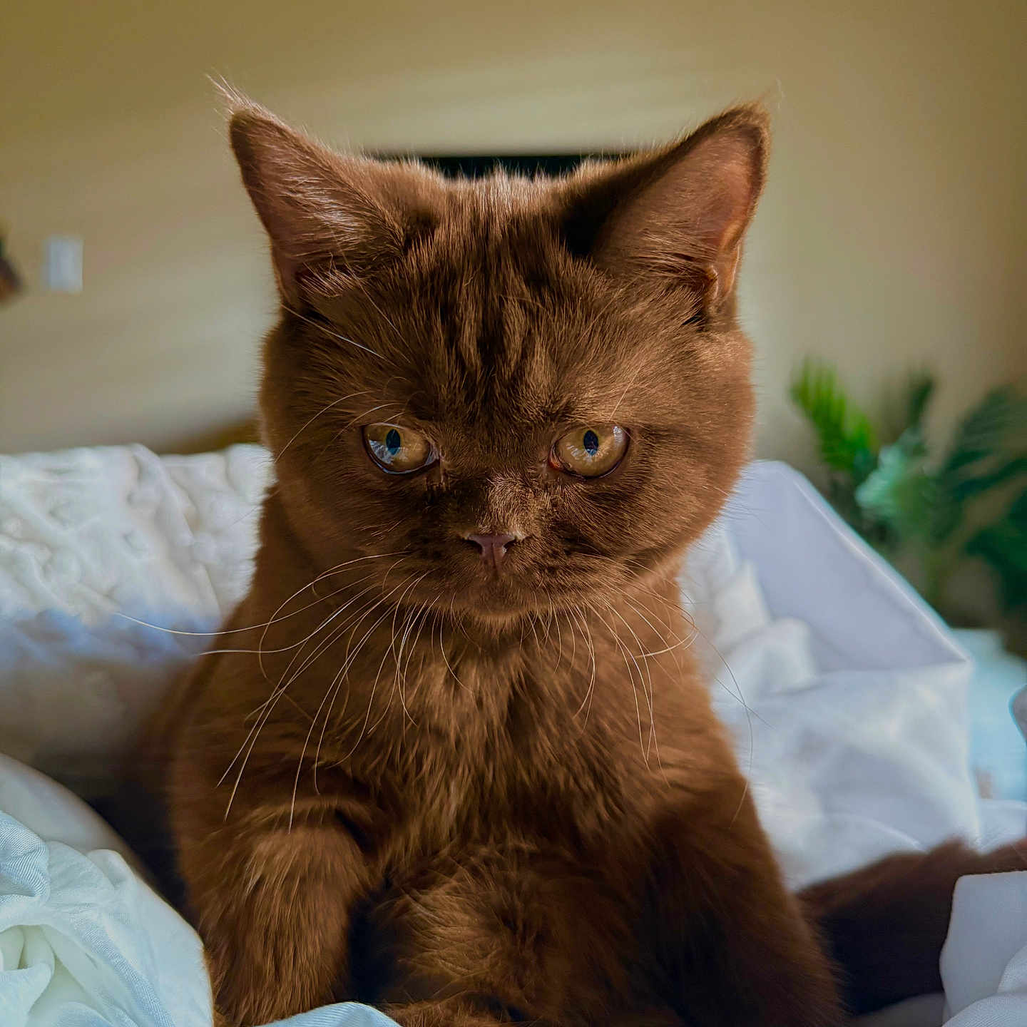 Mocha joined the competition — help win amazing prizes! cat, brown_cat, pet, feline, whiskers, ears, fur, animal, indoor, bed, blanket, cozy, portrait, closeup, cute, relaxed, resting, eyes, mammal, domestic