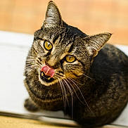 Djembé participe au concours pour gagner de l'argent avec cette photo : aegean_cat, american_shorthair, american_wirehair, asian, california_spangled, carnivore, cat, domestic_short_haired_cat, dragon_li, european_shorthair, eye, felidae, mammal, small_to_medium_sized_cats, snout, tabby_cat, toyger, whiskers