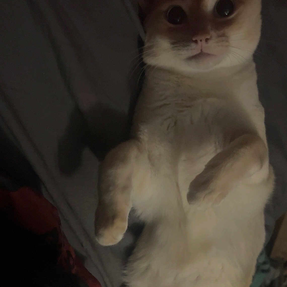 Shushu is registered to the contest to win money with this photo: animal, bed, blanket, cat, close_up, curious, cute, dark, feline, fur, indoor, lying_down, mammal, paws, pet, relaxed, shadow, soft, whiskers, wide_eyes