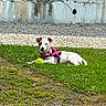 dog, puppy, white_dog, brown_patch, pink_harness, green_ball, grass, outdoors, park, lying_down, pet, animal, canine, collar, leash, concrete_wall, urban, weathered, portrait, playful