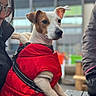 dog, canine, pet, animal, red_jacket, harness, standing, portrait, close_up, brown_and_white, floppy_ears, dark_eyes, black_nose, indoor, people, window, table, outdoor_light, candid, fashionable