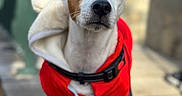 Zigzag a rejoint le concours — aidez-le/la à gagner de superbes lots ! dog, puppy, pet, white_fur, brown_patch, red_outfit, harness, leash, floppy_ears, black_nose, brown_eyes, standing, outdoor, portrait, closeup, wooden_deck, blurred_background, natural_light, cute, curious