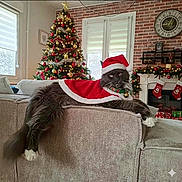 Thiga participe au concours pour gagner de l'argent avec cette photo : cat, santa_hat, santa_cape, christmas_tree, christmas_decorations, living_room, couch, stockings, fireplace, presents, festive, holiday, indoor, pet, fluffy_cat, relaxed, decorated, celebration, winter, cozy