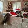 cat, celebration, christmas_decorations, christmas_tree, couch, cozy, decorated, festive, fireplace, fluffy_cat, holiday, indoor, living_room, pet, presents, relaxed, santa_cape, santa_hat, stockings, winter