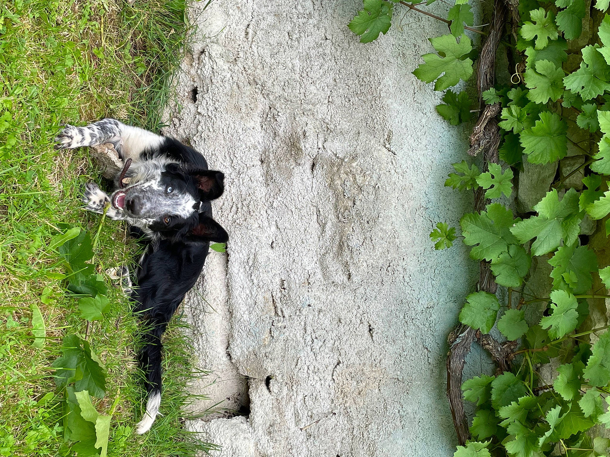 Rillette a rejoint le concours — aidez-le/la à gagner de superbes lots ! annual_plant, beak, bedrock, canidae, carnivore, dog, dog_breed, flowering_plant, grass, groundcover, herb, leaf, plant, shrub, soil, sporting_group, tail, terrestrial_plant, trunk, water