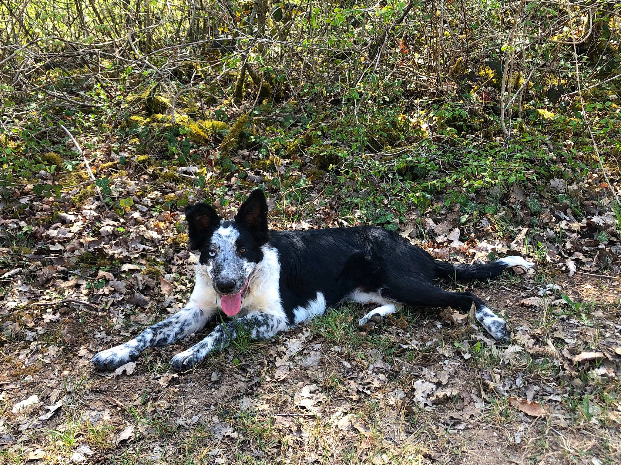 Rillette a rejoint le concours — aidez-le/la à gagner de superbes lots ! carmine, carnivore, companion_dog, dog, dog_breed, grass, herding_dog, mcnab, plant, soil, sporting_group, tail, working_animal, working_dog