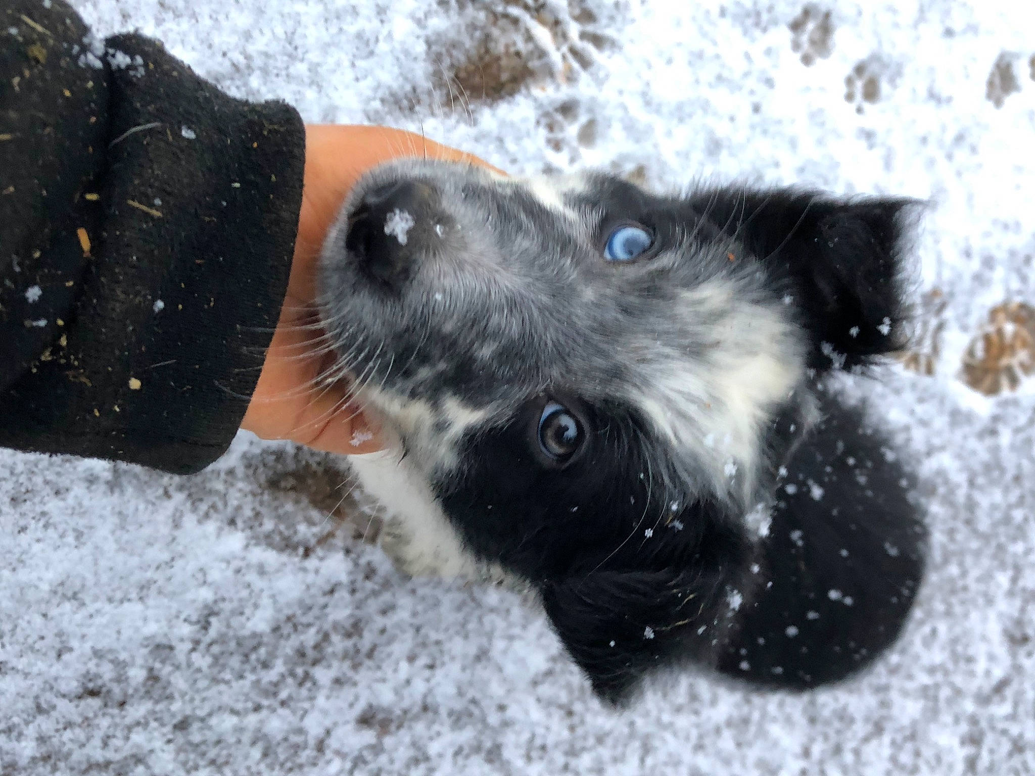 Rillette participe au concours pour gagner de l'argent avec cette photo : canidae, carnivore, claw, collar, companion_dog, dog, dog_breed, dog_collar, dog_supply, fawn, foot, freezing, fur, paw, puppy, snout, snow, sporting_group, whiskers, winter
