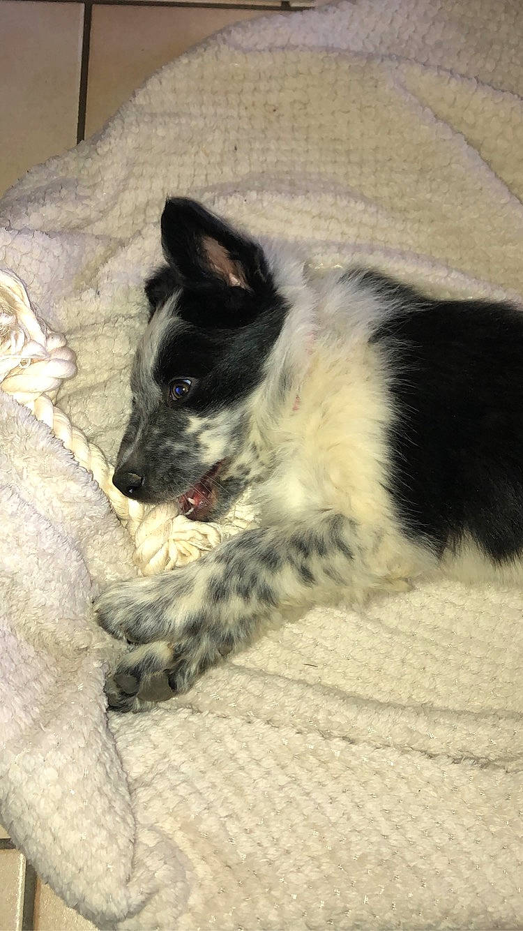 Rillette participe au concours pour gagner de l'argent avec cette photo : bored, canidae, carnivore, comfort, companion_dog, dog, dog_breed, fur, herding_dog, non_sporting_group, paw, snout, sporting_group, tail, terrestrial_animal, texas_heeler, whiskers, working_animal, working_dog