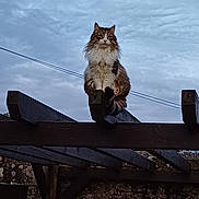Titeuf a rejoint le concours — aidez-le/la à gagner de superbes lots ! cat, fluffy, perched, wooden_beam, outdoor, sky, cloudy, animal, pet, feline, nature, stone_wall, quiet, watchful, majestic, daytime, fur, tail, ears, wood