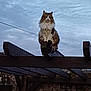 cat, fluffy, perched, wooden_beam, outdoor, sky, cloudy, animal, pet, feline, nature, stone_wall, quiet, watchful, majestic, daytime, fur, tail, ears, wood