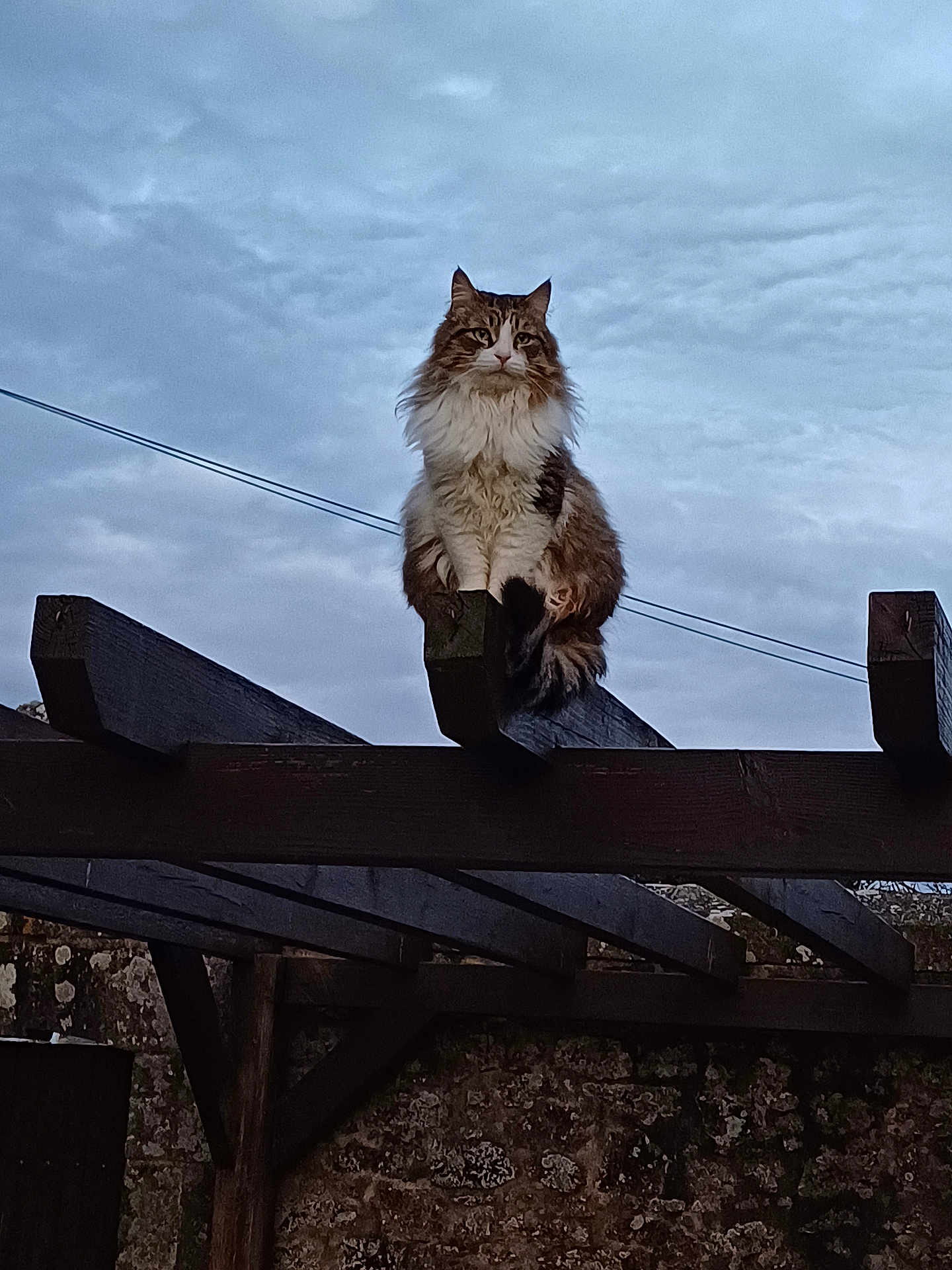 Titeuf a rejoint le concours — aidez-le/la à gagner de superbes lots ! cat, fluffy, perched, wooden_beam, outdoor, sky, cloudy, animal, pet, feline, nature, stone_wall, quiet, watchful, majestic, daytime, fur, tail, ears, wood