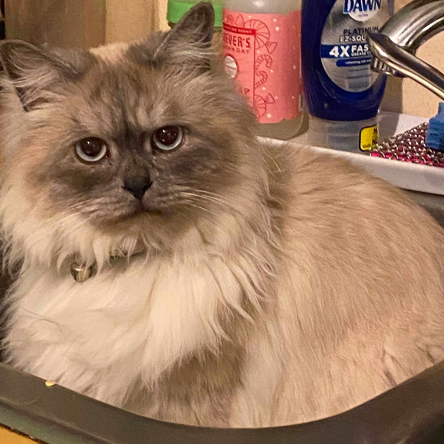 Tank joined the competition — help win amazing prizes! cat, sink, fluffy, indoor, pet, kitchen, soap, detergent, faucet, fur, animal, closeup, domestic_cat, face, whiskers, curious, sitting, household, cleaning_supplies, collar