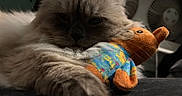 Tank is registered to the contest to win money with this photo: cat, fluffy, stuffed_toy, bear, indoor, relaxed, sleepy, close_up, pet, animal, soft_fur, colorful, toy, background_blur, fan, red_lights, cozy, resting, cute, feline
