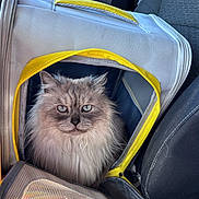 Tank is registered to the contest to win money with this photo: cat, pet, carrier, vehicle_interior, car_seat, furry, fluffy, gray_cat, blue_eyes, mesh_window, yellow_trim, zipper, indoor, domestic_animal, close_up, portrait, animal, transport, seat_belt, travel