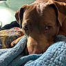 dog, brown_dog, close_up, quilt, blanket, resting, indoor, pet, cozy, comfort, sleepy, animal, fur, ears, face, paw, soft, home, relaxed, portrait