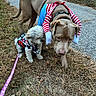 dog, small_dog, costume, leash, outdoor, grass, pavement, pet, walking, animal, brown_dog, white_dog, cute, funny_costume, collar, suburban, fall, nature, playful, canine
