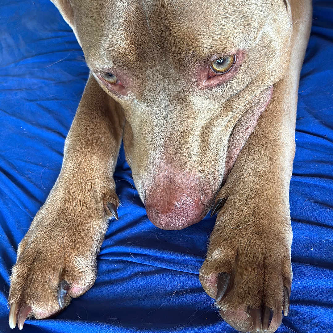 Louie